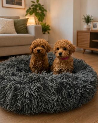 Cuccioli barboncino Toy e nano