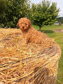 Barboncino Toy ALBICOCCA