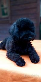 Cuccioli Di Barboncino