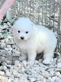 Cuccioli samoiedo