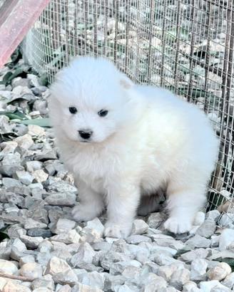 Cuccioli samoiedo