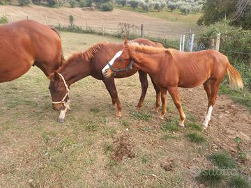 Puledri quarter horse