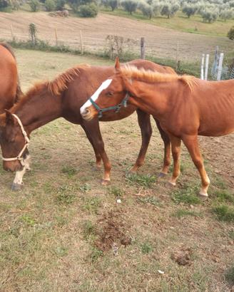 Puledri quarter horse