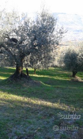 Terreno con Oliveto - Vista 2