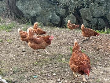 Galline ovaiole