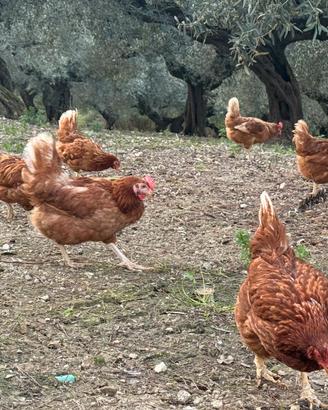 Galline ovaiole