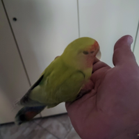 Inseparabile