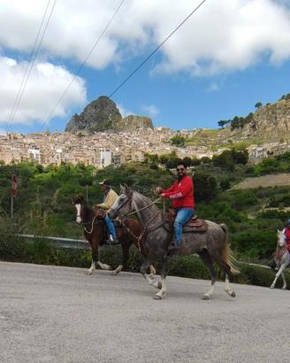 Cavallo quarab