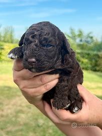 Lagotto Romagnolo