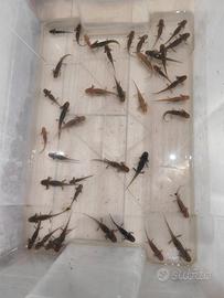 Axolotl vari morph