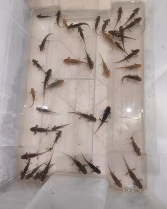 Axolotl vari morph