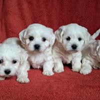 Maltese Toy