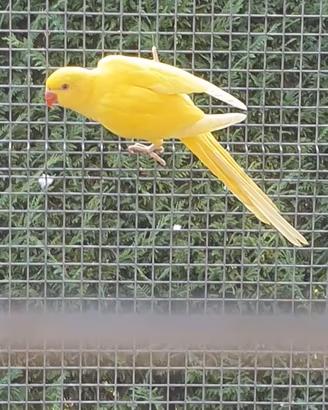 Parrocchetti dal collare