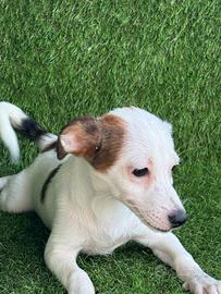 Jack russell