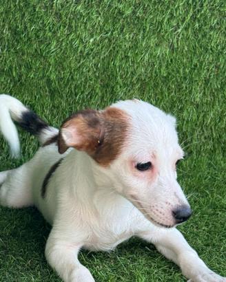 Jack russell