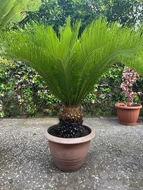 Pianta Cycas