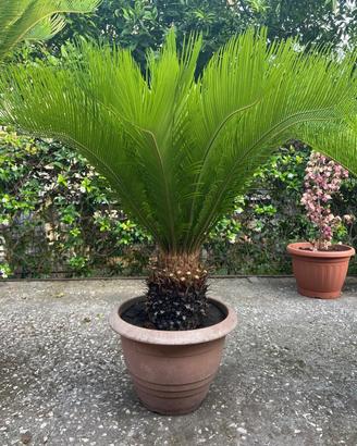 Pianta Cycas