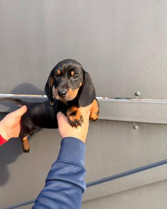 Cuccioli di bassotto nero focato