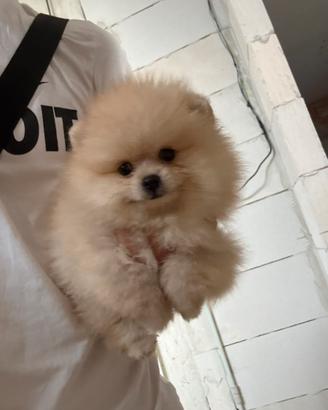 Spitz di pomerania-tedesco