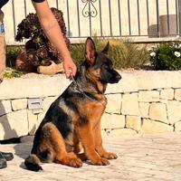 Cucciolo pastore tedesco