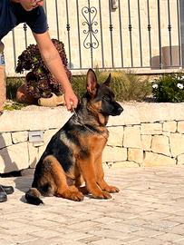 Cucciolo pastore tedesco