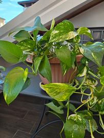 Pianta di Pothos