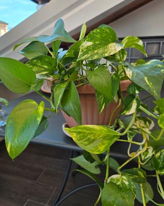 Pianta di Pothos