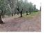 Immagine 7
