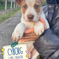 Cuccioli 3 mesi taglia grande