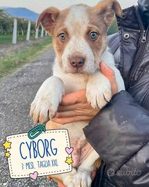 Cuccioli 3 mesi taglia grande