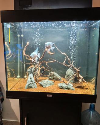 Acquario 