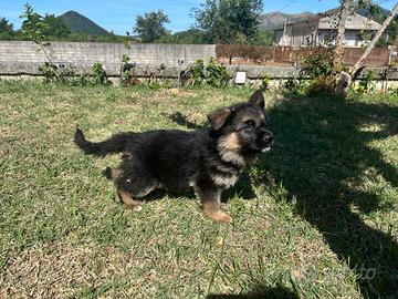 Pastore tedesco con pedigree
