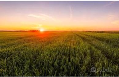 Terreno agricolo a mustedinu