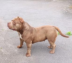 AmericanBully