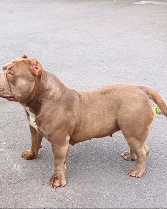 AmericanBully