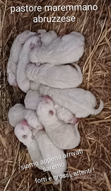 Cuccioli Pastori Maremmani Abruzzesi