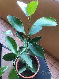 FICUS BENJAMIN alta 95 cm
