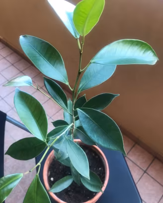 FICUS BENJAMIN alta 95 cm