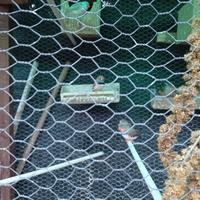 Diamante mandarino_ Bengalini e Tortore diamantine