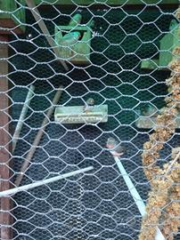 Diamante mandarino_ Bengalini e Tortore diamantine