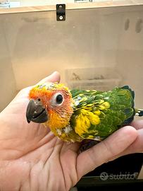 Conuro del Sole allevato a mano