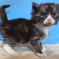 Maine Coon maschio bianco e nero - Oberon