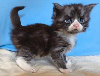 Maine Coon maschio bianco e nero - Oberon