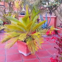 Pianta di Cycas