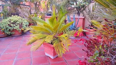 Pianta di Cycas
