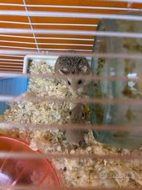 Criceti di Roborovsky