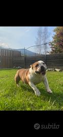 Bulldog inglese