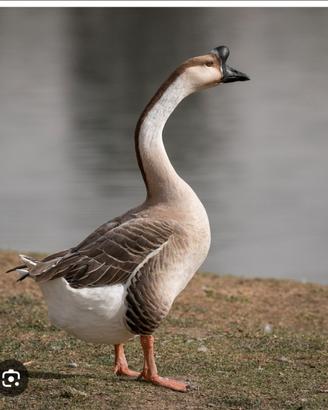 Animali