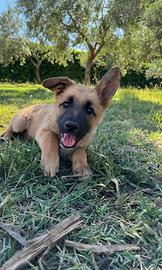 Cucciolo di pastore tedesco