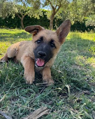 Cucciolo di pastore tedesco